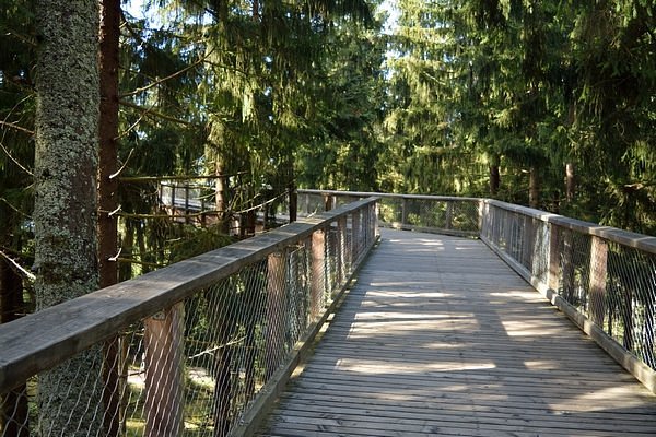 Treetop Walkway image