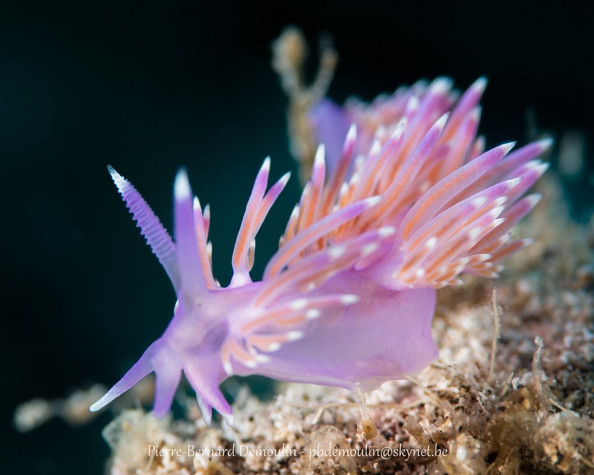 Positief Volwassen alias Buceo Tenerife (Las Galletas) - 2023 Alles wat u moet weten VOORDAT je gaat - Tripadvisor Positief Volwassen alias Buceo Tenerife (Las Galletas) - 2023 Alles wat u moet weten VOORDAT je gaat - Tripadvisor