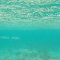 ウカビ島|海中の様子