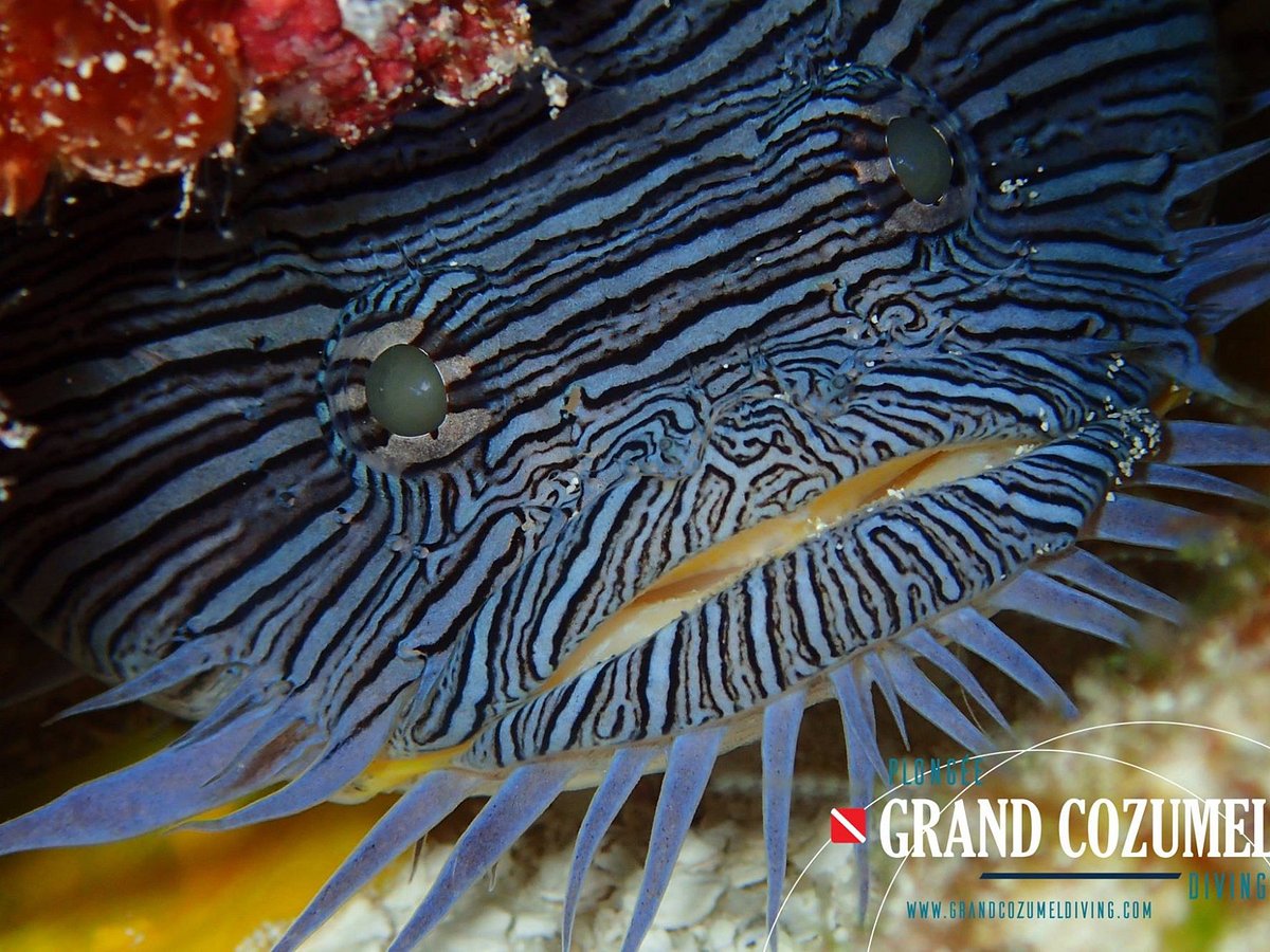 Plongee Grand Cozumel Diving - All You Need to Know BEFORE You Go