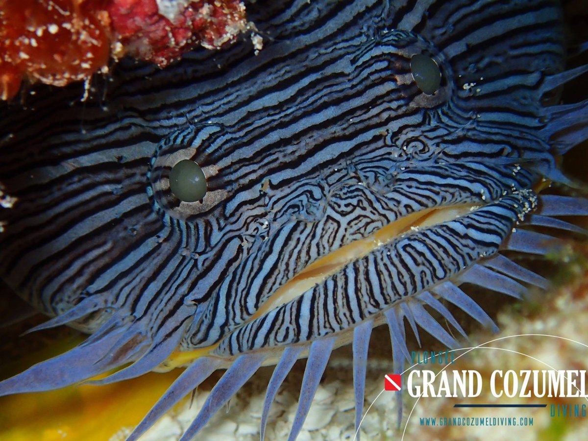 Plongee Grand Cozumel Diving - All You Need to Know BEFORE You Go