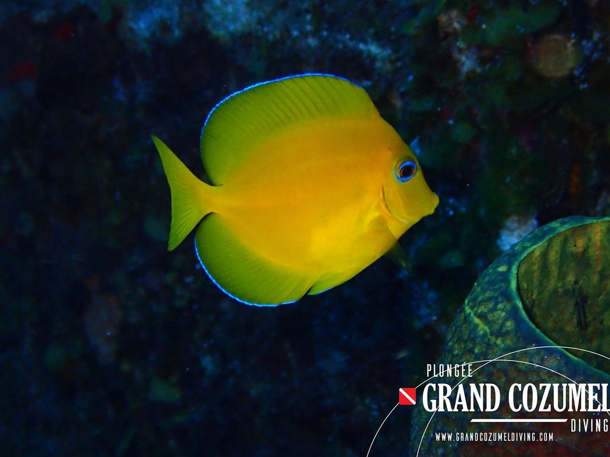 PLONGEE GRAND COZUMEL DIVING : Ce qu'il faut savoir