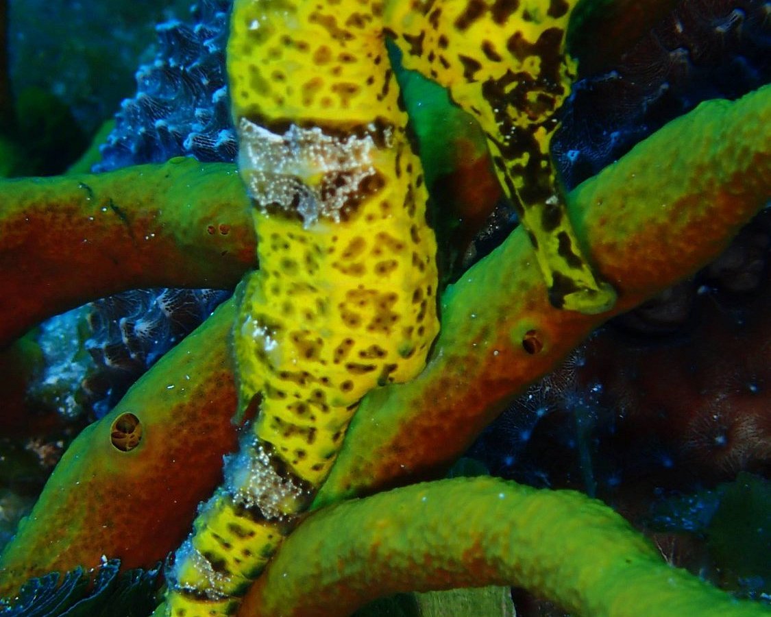 PLONGEE GRAND COZUMEL DIVING : Ce qu'il faut savoir