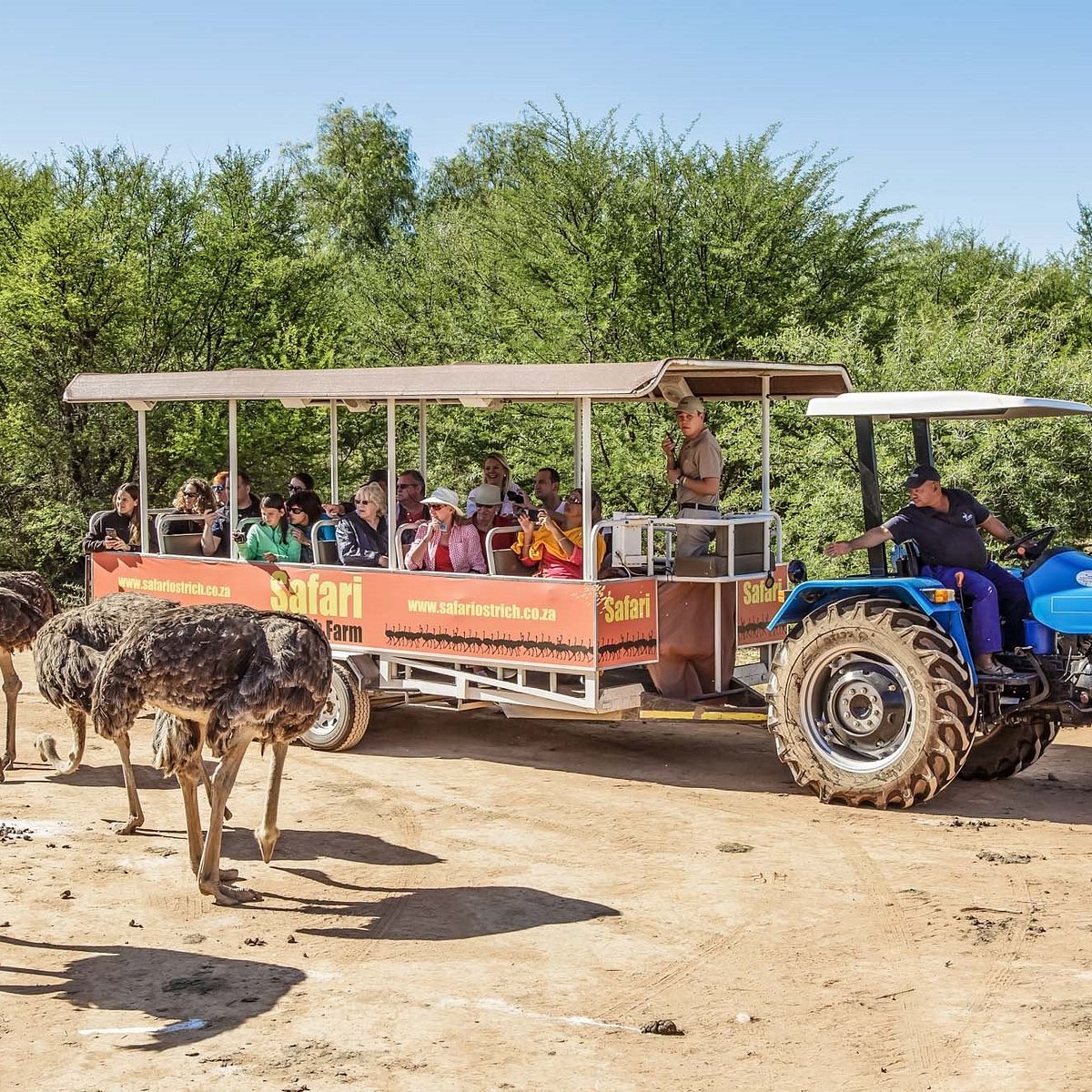 safari ostrich show farm oudtshoorn