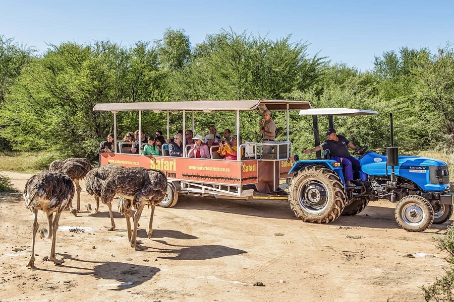 safari ostrich farm oudtshoorn south africa