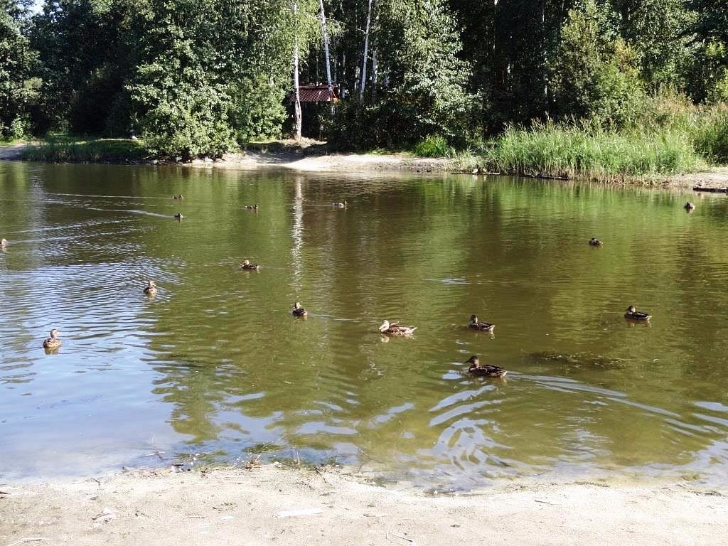 Озеро чемоданчик екатеринбург. Пруд чемоданчик Екатеринбург. Озеро чемоданчик Екатеринбург Академический. Беседки на озере чемоданчик.