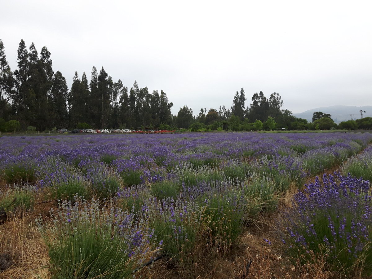 GRANJA AROMÁTICA LOS AROMOS (Limache) - Qué SABER antes de ir