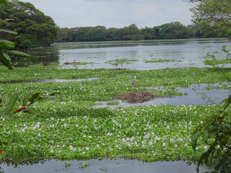 Anawilundawa Wetland Sanctuary image