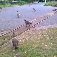 Dándoles de comer