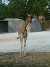 Sac piscine : Girafe - Boutique du Parc Zoologique de Paris