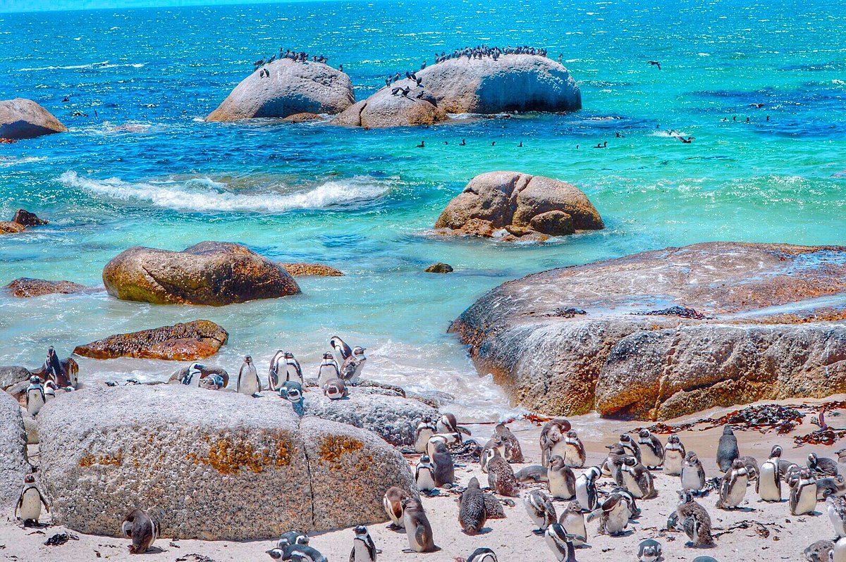 Boulders Beach Penguin (Simon's Town, Sydafrika) - anmeldelser - Tripadvisor