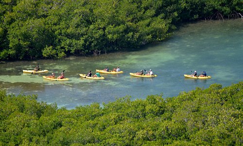Kayaking in the mangroves