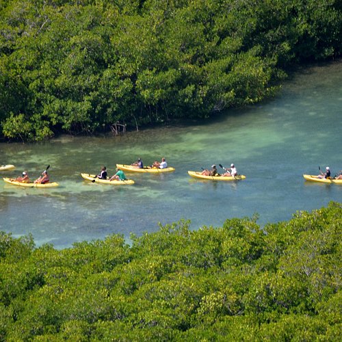 Mangrove Information Center