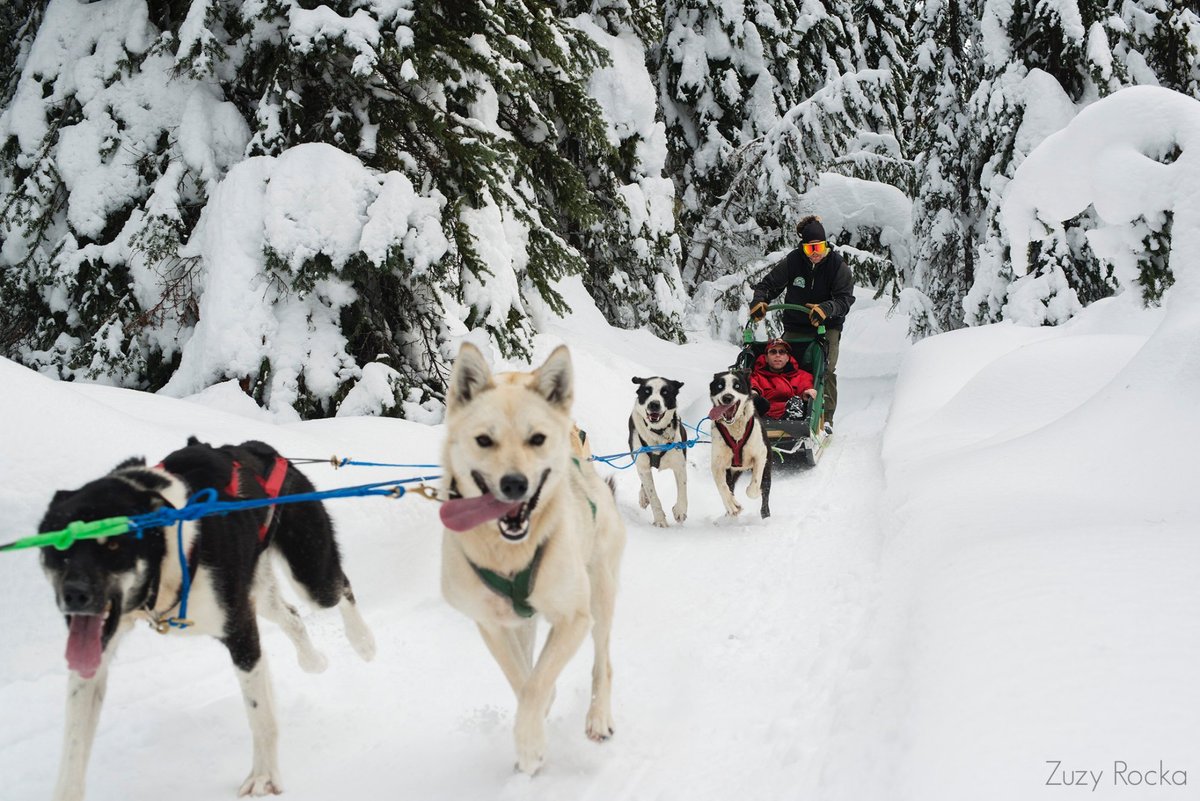 are sled dogs treated fairly