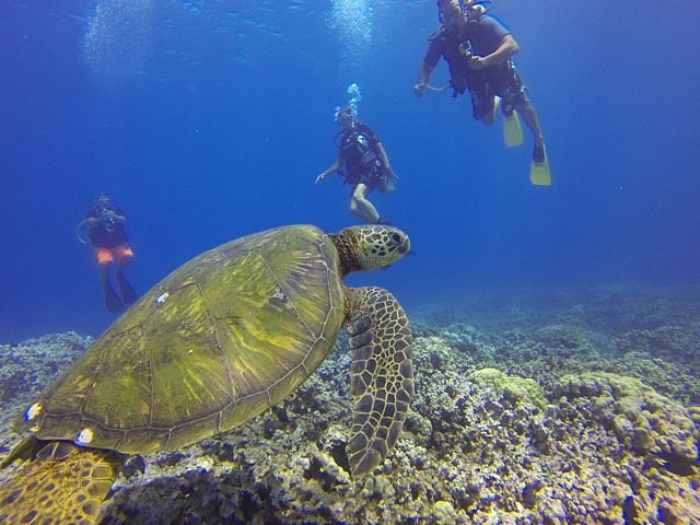 https://dynamic-media-cdn.tripadvisor.com/media/photo-o/0d/d0/b9/02/honu-turtle-scuba-dive.jpg?w=700&h=-1&s=1