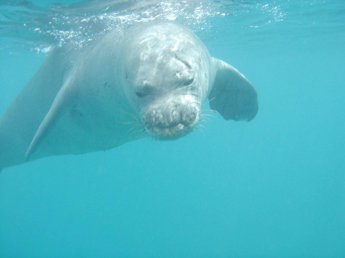 BLUE WATER MAUI - TEMP. CLOSED - 95 Photos & 83 Reviews - 1201 Front St,  Lahaina, Hawaii - Snorkeling - Phone Number - Yelp