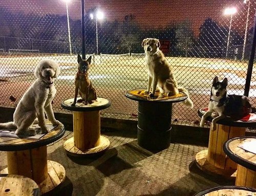 se permiten perros en los parques de chicago