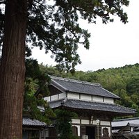 安国寺の大きな杉と仏殿です