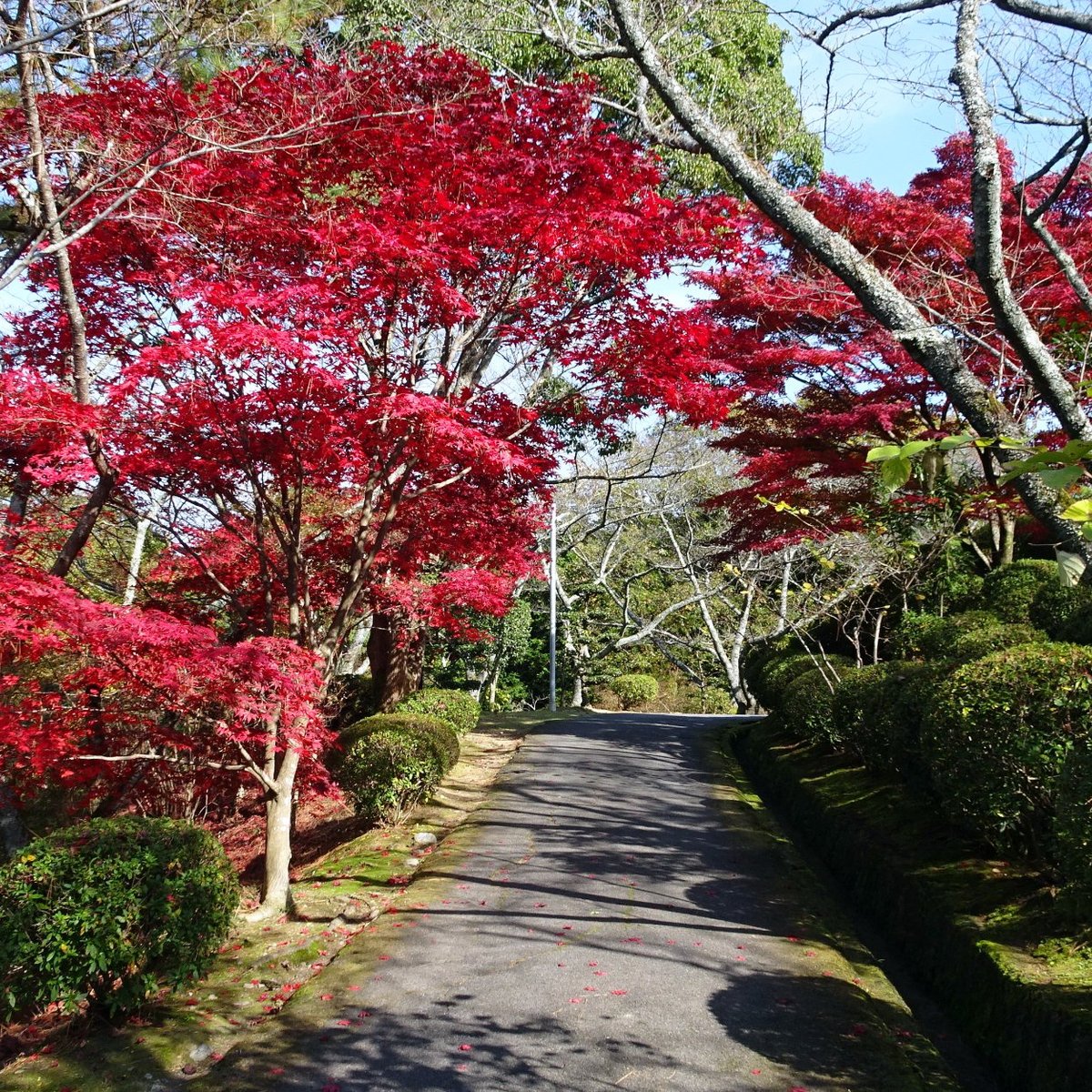 橋本市 日本 Sugimura Park 旅遊景點評論 Tripadvisor