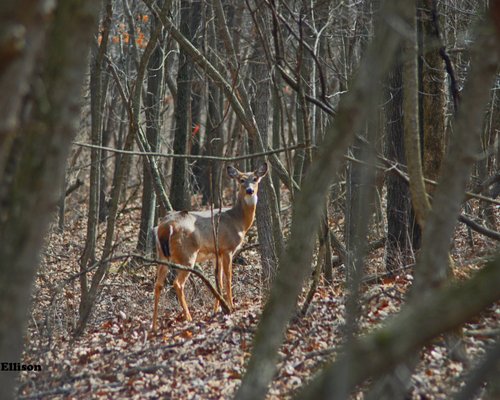 are dogs allowed at nature preserves in illinois