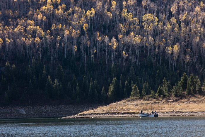 are dogs allowed at strawberry reservoir