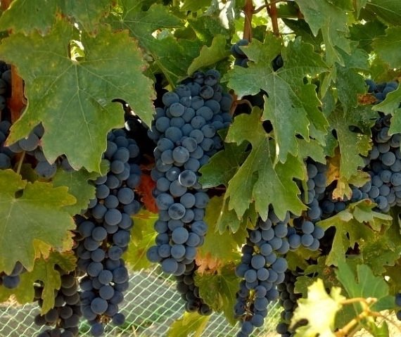 Vizcaya Winery image