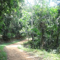 Caminho que leva ao início das trilhas.