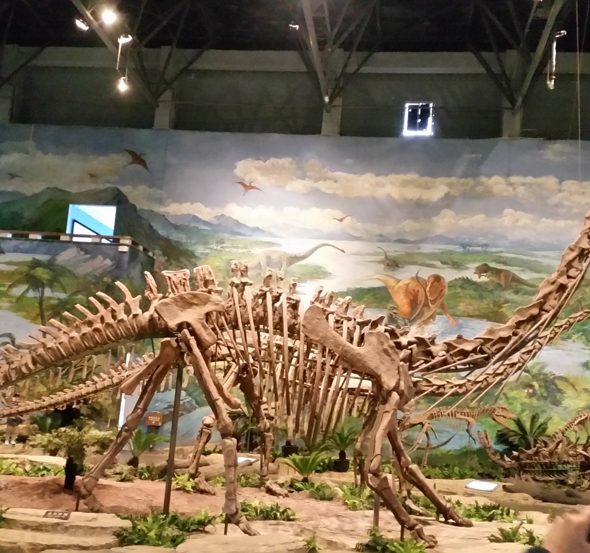 Zigong Dinosaur Museum: лучшие советы перед посещением - Tripadvisor