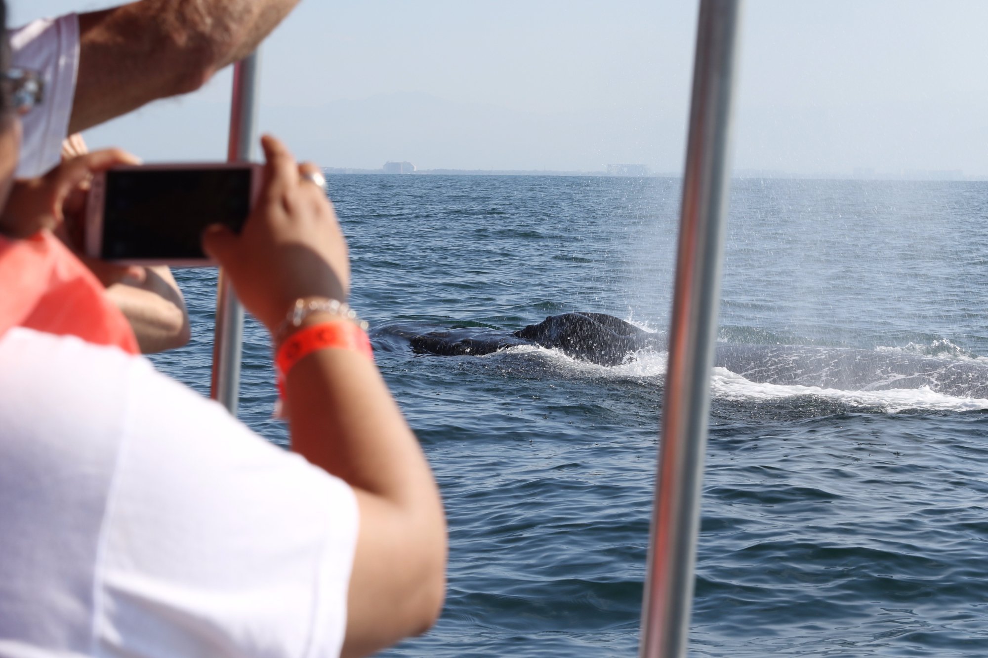 Eco Explorer Whale Watching (Puerto Vallarta) All You Need to Know