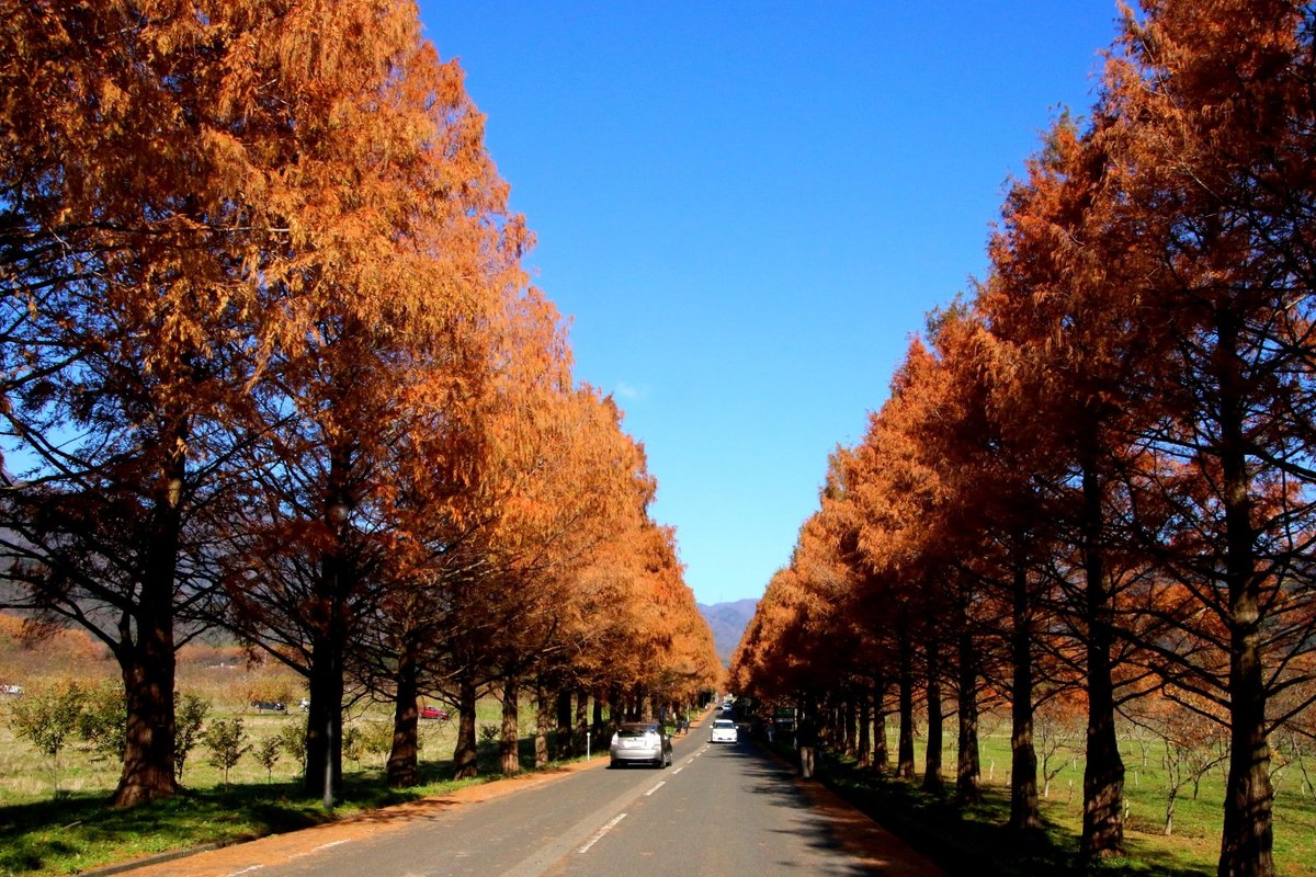 Metasequoia Namiki Takashima Giappone Biglietti Foto E Indirizzo