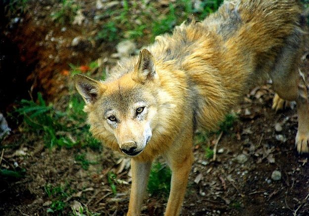 Arcturos Wolf Sanctuary image
