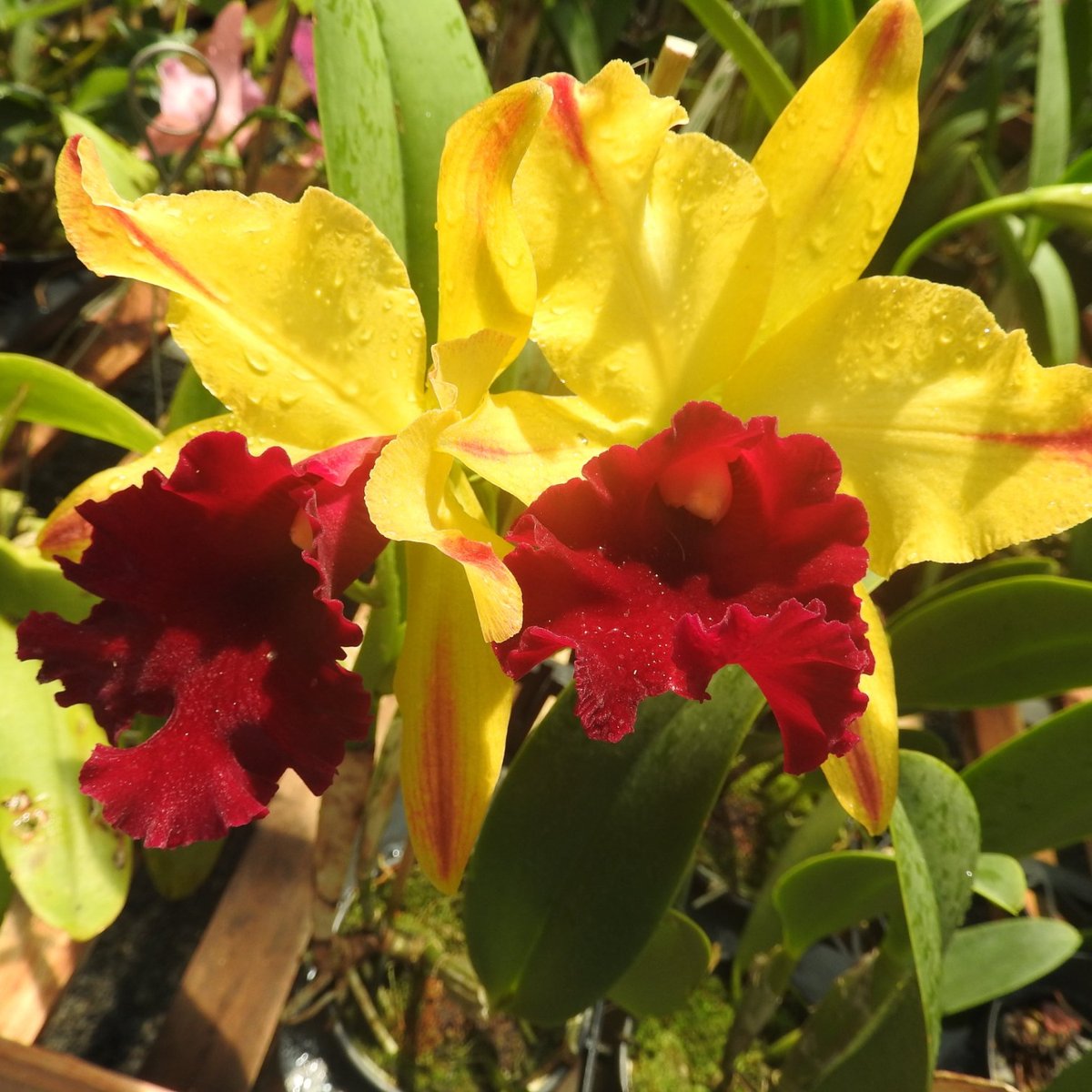 Orquidario Nego Plantas (Marechal Floriano) - All You Need to Know BEFORE  You Go