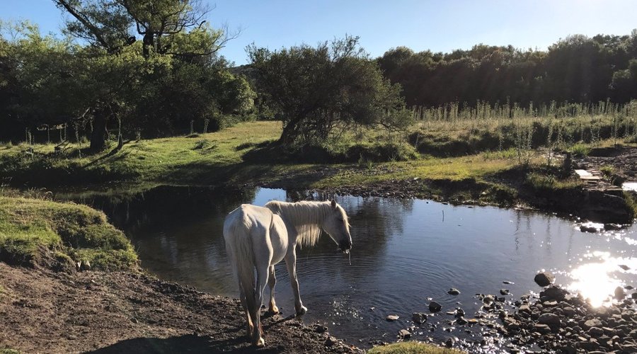 the creek