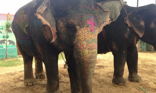 Painting the elephant