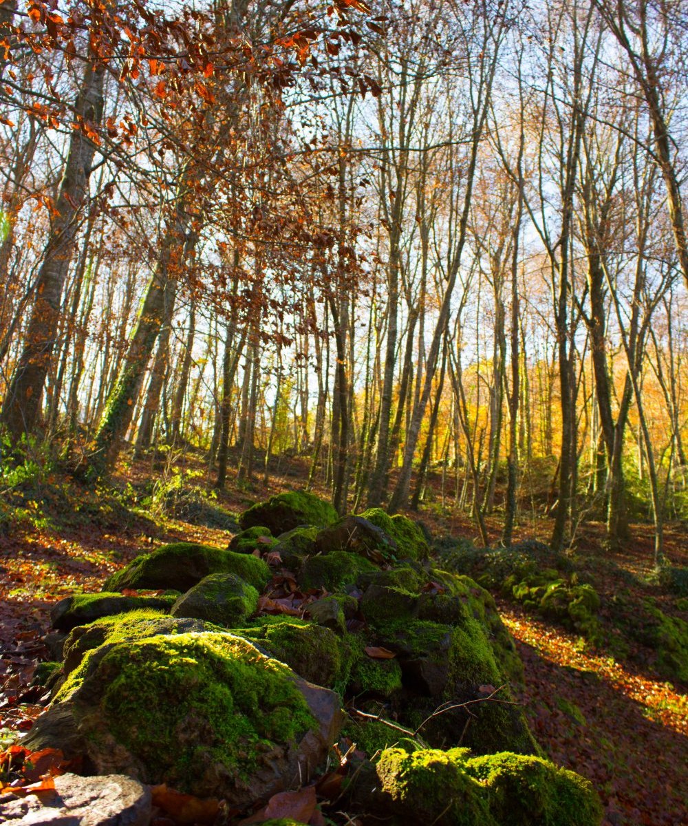 La Fageda d'en Jorda (2025) - All You Need to Know BEFORE You Go (with ...