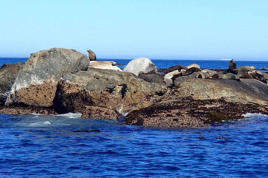 seal island boat tours