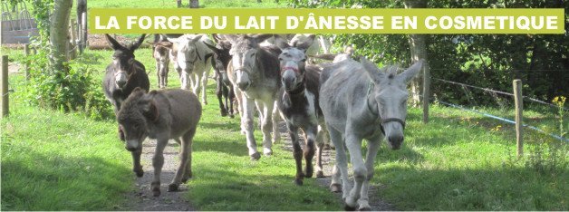 Rentrée des ânesses  pour la traite