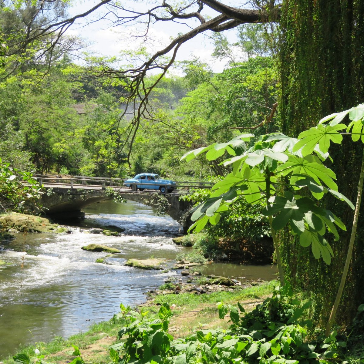 Fluss Almendares