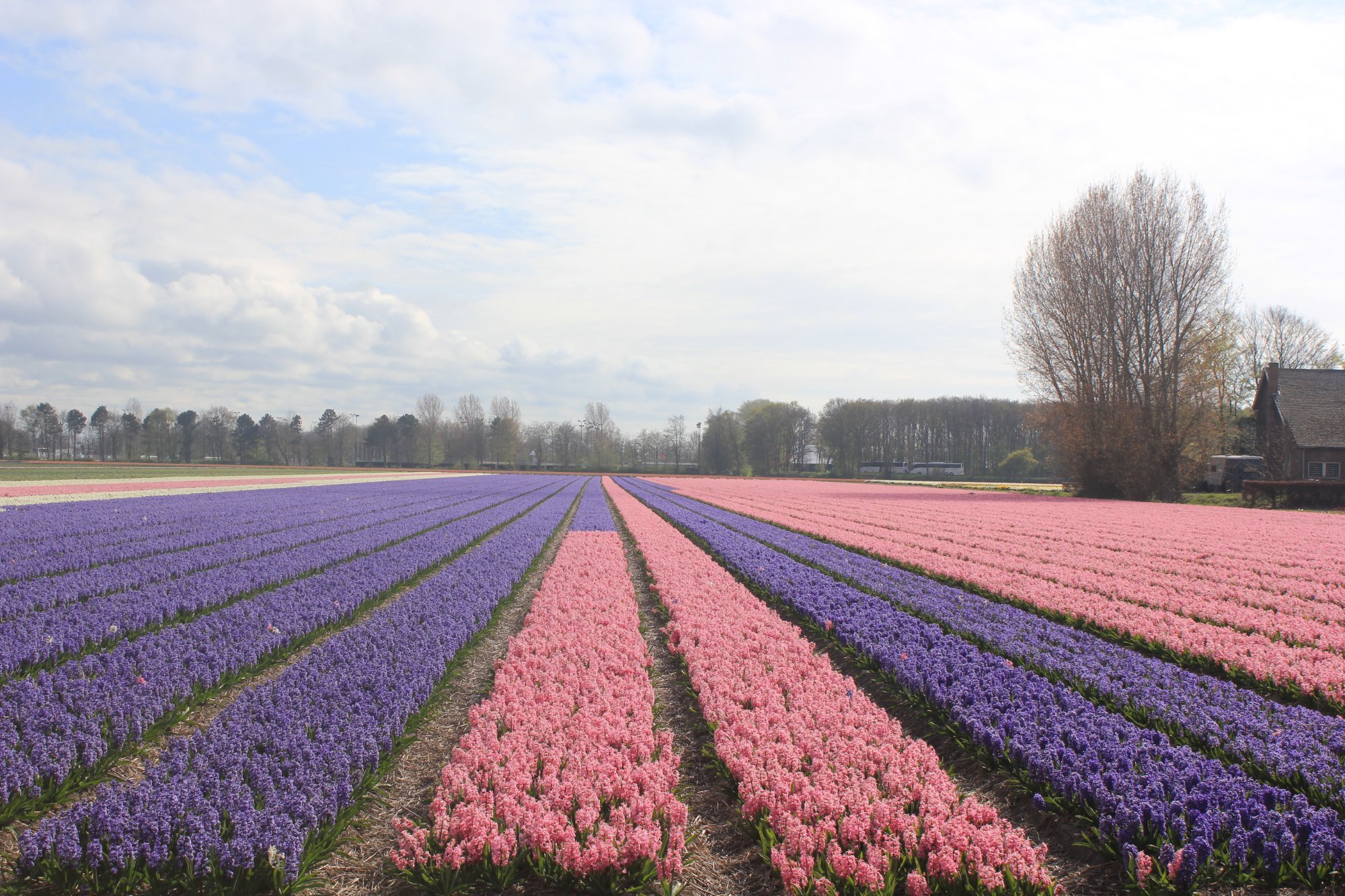 Lisse, The Netherlands 2024: All You Need to Know Before You Go