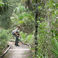 Park Ranger Clearing Trail Churchhouse Hammock