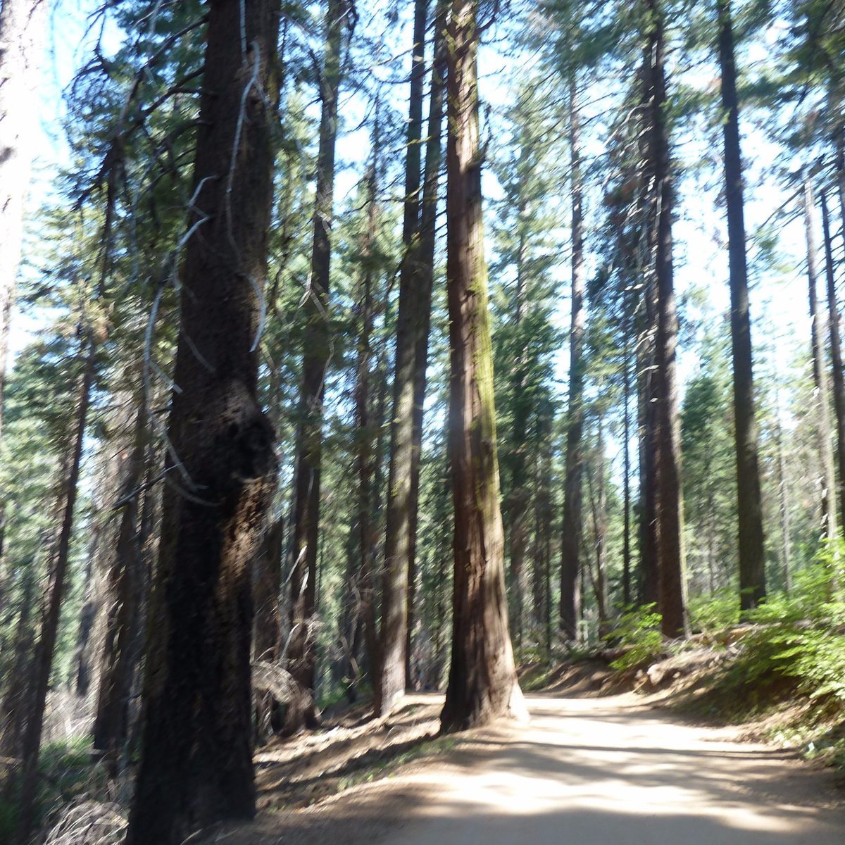 Tuolumne Grove of Giant Sequoias - All You Need to Know BEFORE You Go ...