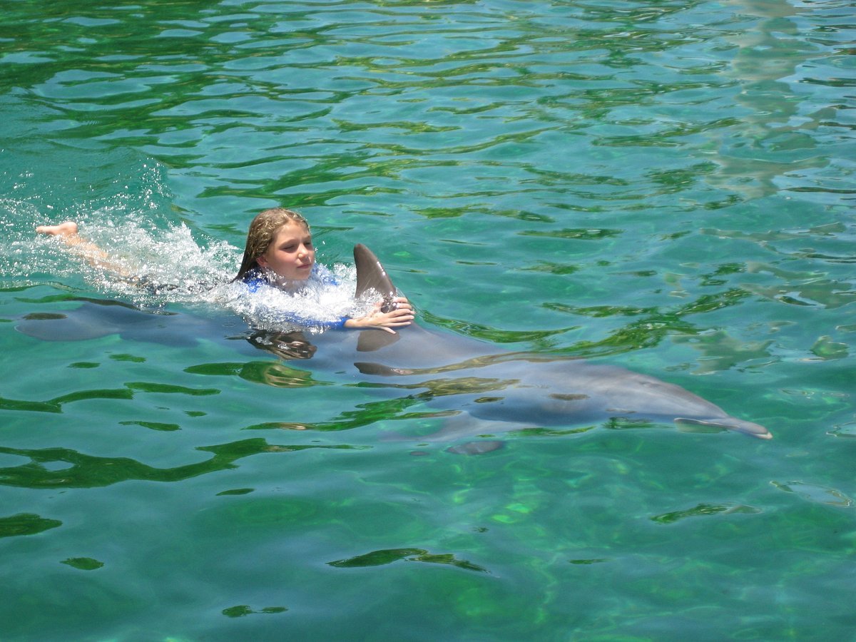 Miami Dolphins  Greater Miami & Miami Beach