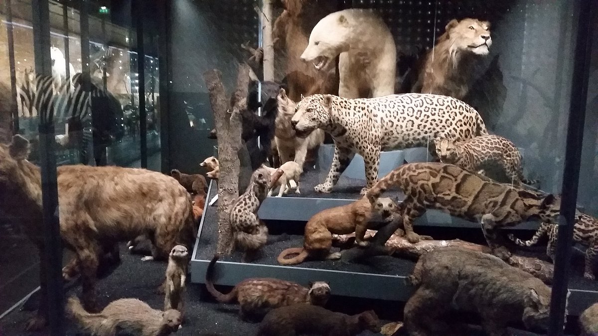 Museum of natural History (Toulouse) - All You Need to Know BEFORE You Go