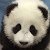 Pandy W