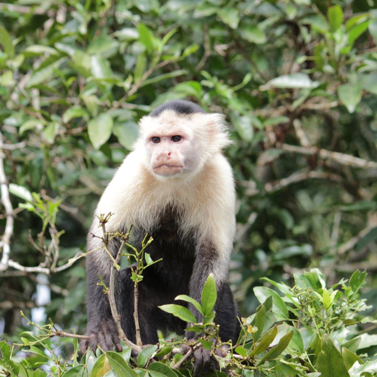 Monkey Island, Панама-Сити: лучшие советы перед посещением - Tripadvisor