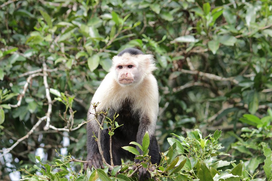 monkey tour panama