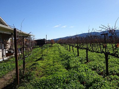 Little Gems and Avocado Salad - Picture of Lovina, Calistoga - Tripadvisor