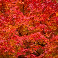Fall Foliage