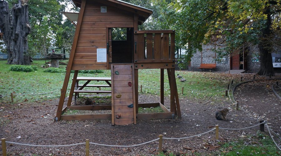 место где играют кролики