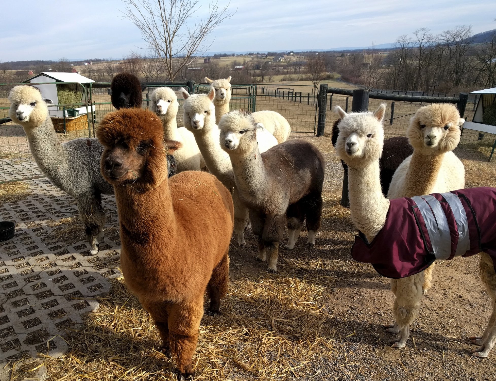 Long Acres Alpaca Farm All You Need to Know BEFORE You Go 2024